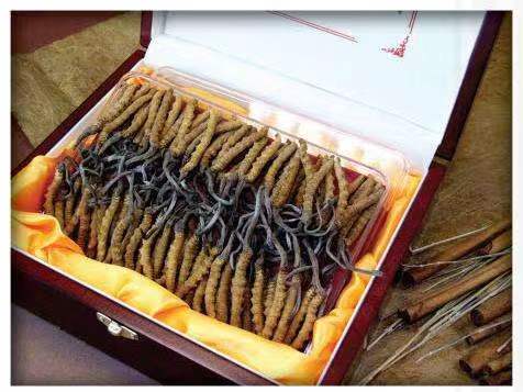 碌曲冬虫夏草回收